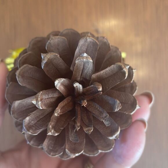 Fun & kitschy pine cone singing angel Christmas ornament with gold wings & halo - Picture 6 of 6